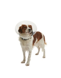 Collarin isabelino Buster Click