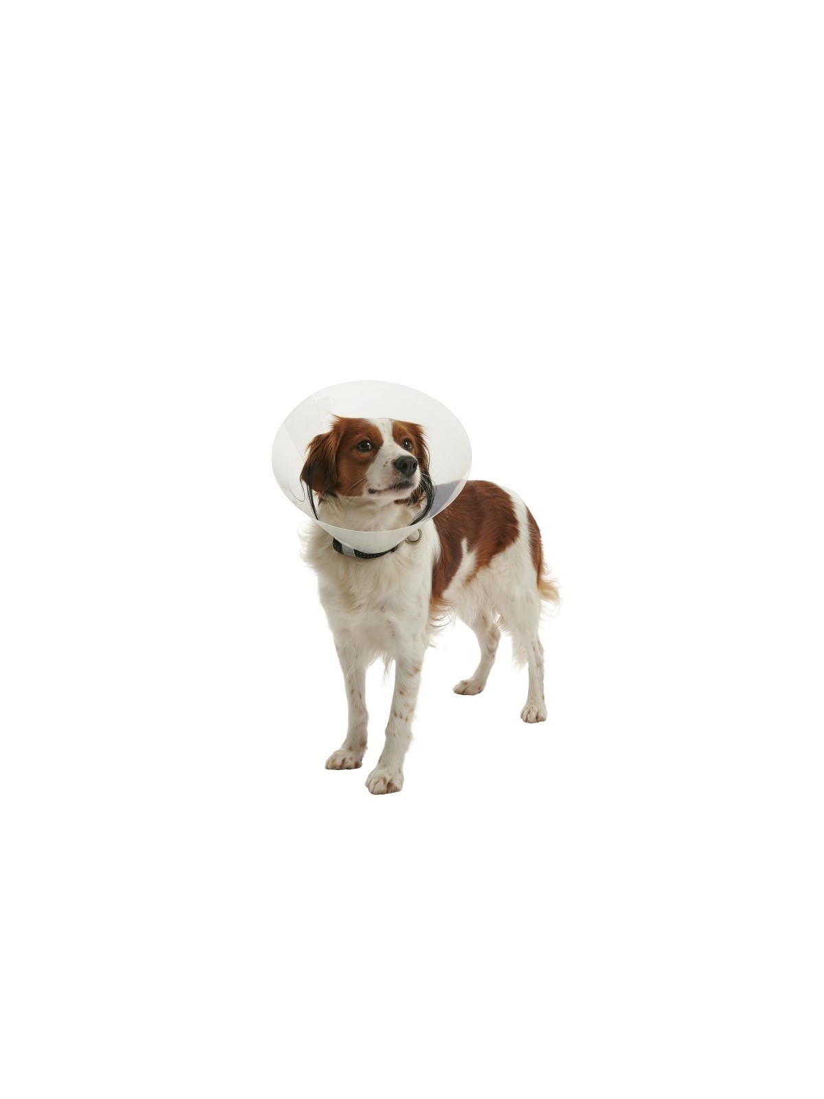 Collarin isabelino Buster Click