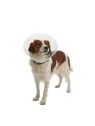 Collarin isabelino Buster Click