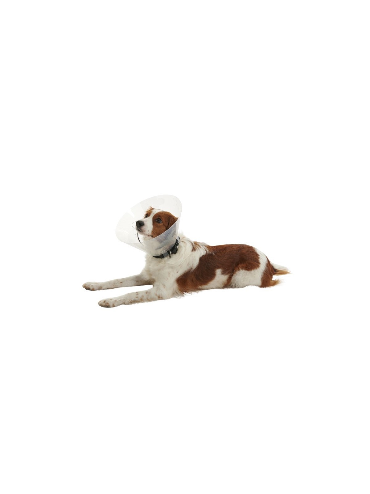 Collarin isabelino Buster Click